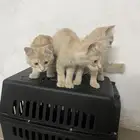 قطط للتبني