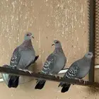 حمام ابو جفن افريقي حجم جامبو