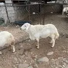 فحل حري فاخر