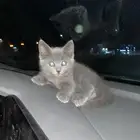 قط رسوي ازرق