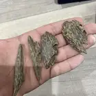 عود كمبودي مستزرع فااخر