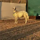 مشروع فحل اصفر