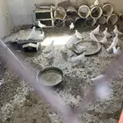 حمام فرنسي جامبو حجم كبير