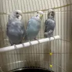 فروخ بادجي 3 حبات