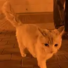 قطوه بيت
