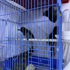 3 أزواج بلابل منتجين ومغردين