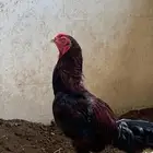 للبيع ديك باكستناني