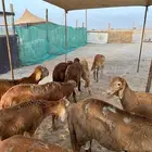 سواكن حمري للبيع جمله وتفريد
