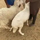 سواكن