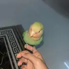 ببغاء روز الجنس غير معروف على السوم