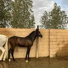 مهر