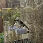 بلبل الضحاك