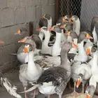 وز بلدي منتج