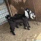ذبايح ثلاجه