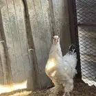 دجاج براهما