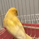 للبيع كناري شرط تغريد