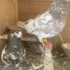 جوز لاكا معاه فرخ وتوه مبيض الجوز