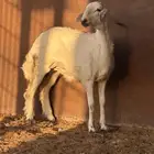 رخل للبيع