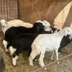 طليان طيبه