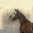 مهر واهو شيخ