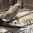 زوج كروان منتج