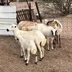 ضان هجين مع رفيد