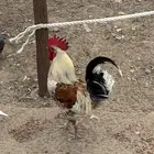 دجاج بلدي الوان حلوه