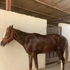 حصان شعبي السلامة شرط