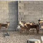 معزا جنوبية هجينة وعل