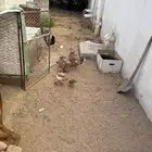 دجاجه للبيع عليه فروخ عدد الفروخ11وديك اقبل بدل باارنب