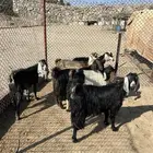 معزا العدد 6 جمع دفيع