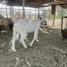 للبيع تيس فاخر