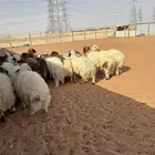 ذبايح نعيمي حري سواكني ذبح وتوصيل