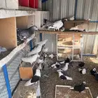 بيع حمام
