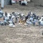 حمام فرنسي مع بلدي.