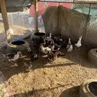 ذكور بح