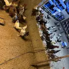 ديوك بلدي و فيومي للبيع