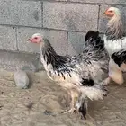دجاج براهما
