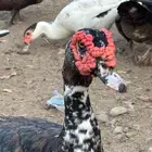 بط بلدي المخواه وادي الاحسبه