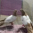 حمام شامي 3 اجواز (زوج دجي )(زوج مواردي )(زوج نوريات زرق)