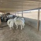 حريات حرش كفووو