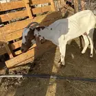 معزا 3 تعبانات كبار بس سنونها قويه ماتكسرت