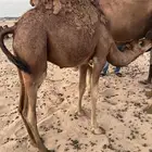 قعدان لباني 6 شهور .