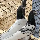للبيع حمام باكستاني
