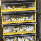 سمان تاكساس جامبو بيور