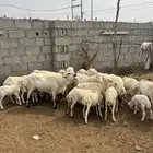 ضان رفيدي