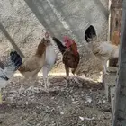 دجاج بلدي بشاير عمر 6 شهور