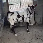 تيس فحل