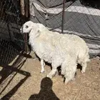 طليان حريه جبره وسمان مقفله على الشرط
