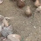 طيور